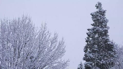 Morning & Evening Scenic Film Of Snowfall With Relaxing Music