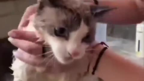Watch These Disgruntled Cats Get the Most Unusual Beauty