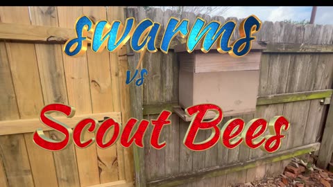 Swarms vs Scout Bees