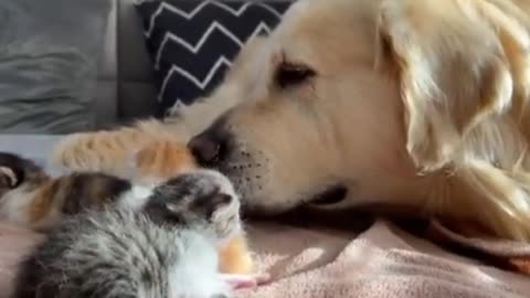 Pet dog playing with small cat 🐈