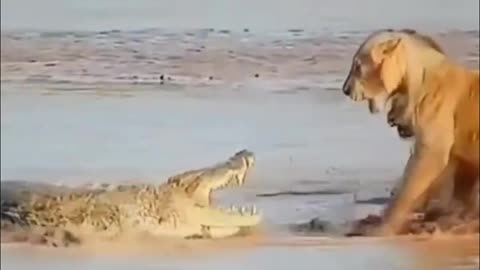 Lion vs Crocodiles. Amazing animal Fight. 😯😯😯