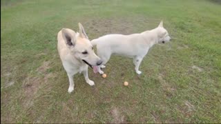 White wolf dogs fight