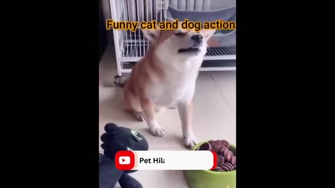 New Funny Animals 😄 Funniest Dogs eating reaction 2024 😹🐶 Part 4