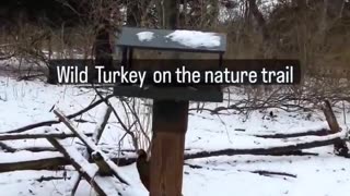 Wild Turkeys