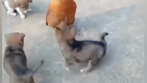 CUTE PUPPIES FUNNY FIGHT WITH HEn