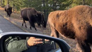 Bison Jam in Yellowstone National Park