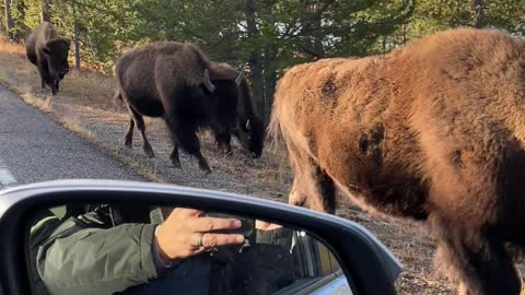 Bison Jam in Yellowstone National Park