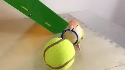 talented bird