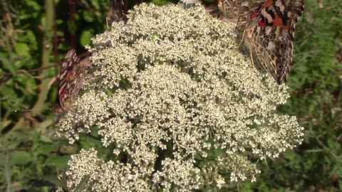 The Simple Pleasure of Watching Butterflies on a Flower