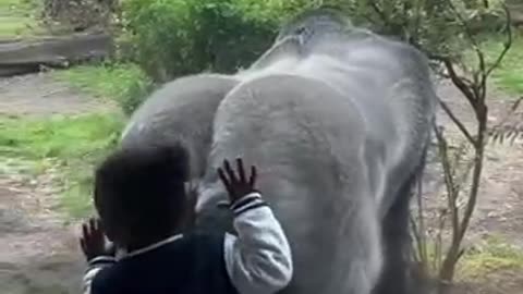 Don’t make eye contact with a gorilla