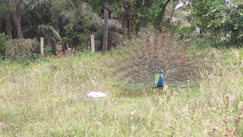 Peacock Majur The most beautiful bird in the world its feathers are very beautiful beautiful beautiful bird