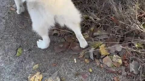 The IQ of Border Collie and Husky Dog are really different