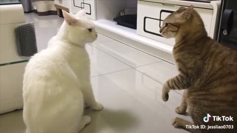 cats can talk better than humans.