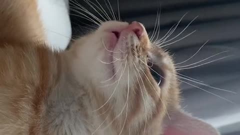 The perfect Cat Video to produce serotonin