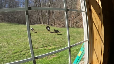 turkeys in back yard