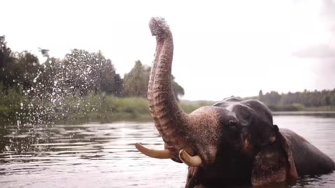 Elephant Enjoying Water And Enjoying Take A Bath