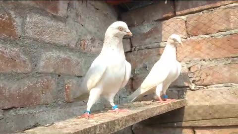 Lakha motiwaly pigeon beautiful breeder pair