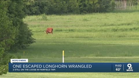 1 escaped longhorn wrangled, 2 more on the loose
