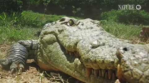 Crocodile Mom Scoops Up Babies in Mouth