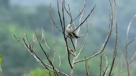 Animal world # hummingbirds # microbirds # Observing bird behavior #