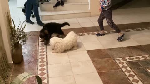 German Shepherd Puppy Sees Himself in the Mirror for the First Time