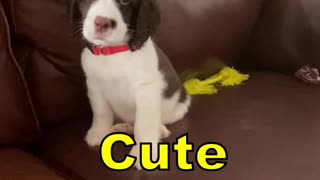 Spoiled Springer Spaniel Puppy First Days Home #springerspaniel #shortsviral #puppy #dog