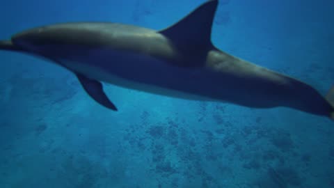 Video of Dolphins Swimming