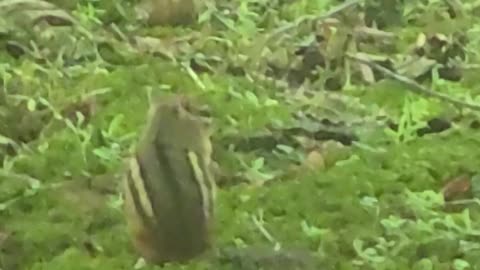 Chipmunk jumps out of existence