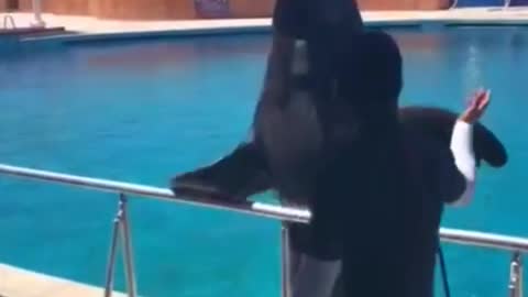 #shorts#funny #dolfin show