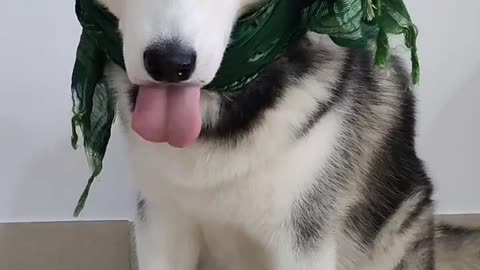 This is definitely a fake husky