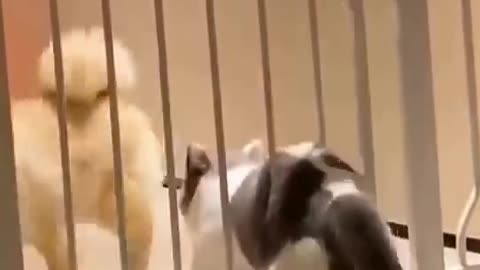 Funny cat got stuck and give up