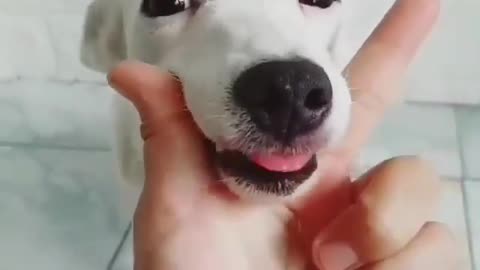 cute dog🤣