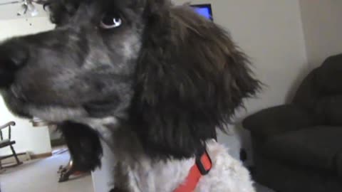 Poodle says do not film me