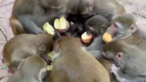 A group of monkeys are fighting for the fruit.