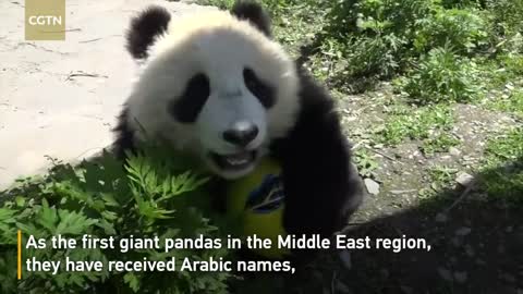 Chinese giant pandas make Doha public debut ahead of World Cup