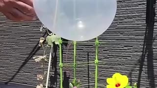 Why White Balloons Don't Pop 🤯