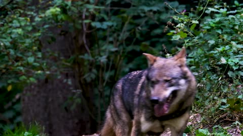 Awesome view of dangerous wolves wandering in jungle