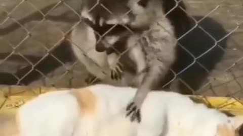 Cute animals playing with each other