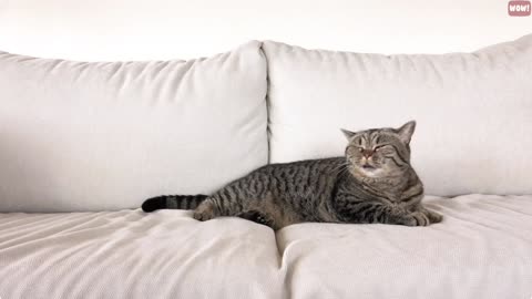 The Meaning Behind 14 Strangest Cat Behaviours | Facts about Cats