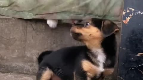 Cat attack on dog funny video 🤣🤣