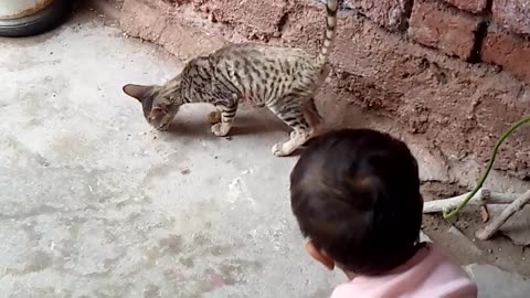 Children VS Cat fighting viral video