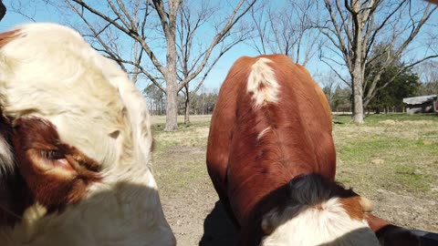 WCC - Feeding American Braford Bulls, 3/8 Brahman, 5/8 Hereford, Adams Ranch bloodline - Thomson, GA