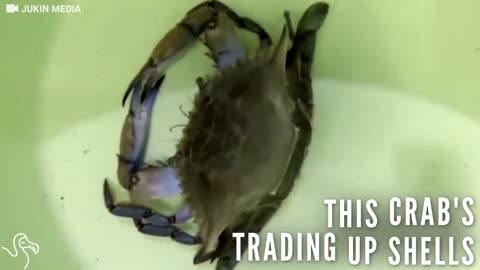 Crab Shedding Old Shell: Weirdly Fascinating Footage | The Dodo