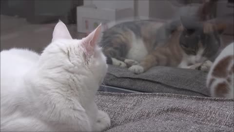 Cat Tries To Get On The Bed Without Waking Other Cat Up