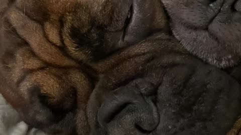 Bullmastiff Puppies Sleep in an Adorable Pile