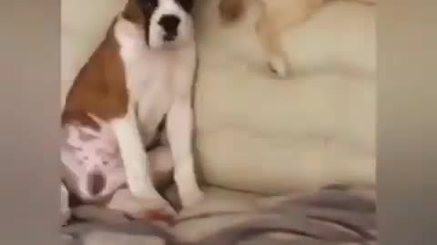 Guilty dog funny compilation😬😬 Who did it?🙄