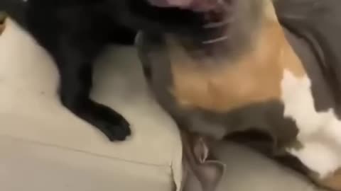 Funny video 😃😃 funniest cat and dog video