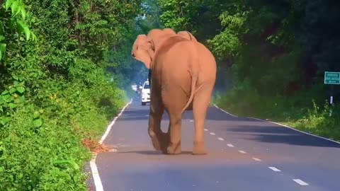 An Elephant Activity