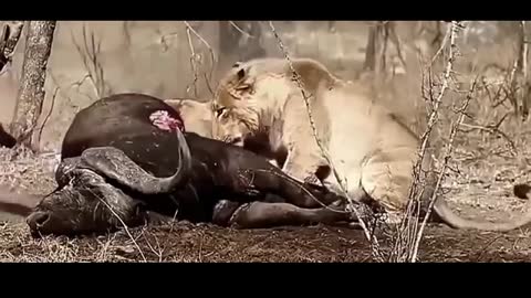 Fierce fighting between lions and hyenas