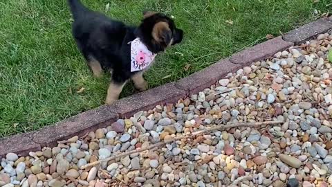 Bunny and Pupper Meet